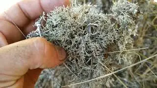 Заповедник Утриш и немного местной флоры🌿