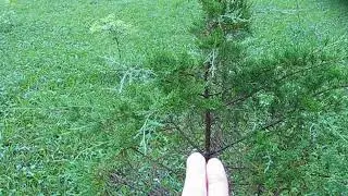 Why Is My Cedar Tree Turning Brown Is It Dying What Should I Do