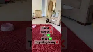 She is defo ready #chorkie #clover #cute #blowup #dog #chi #dance #song #chihuahua #dancesong #fit