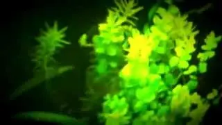 Update on the 30 Gallon Planted Tank and Bobs Tropical Plants (Aquarium007)