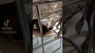 Две кошки и один кот# Угадайте, сколько мне лет ?#возраст#кот
