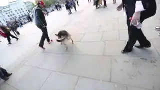 Sean garnier vs dog