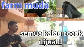 KALAU HARGA COCOK DIJUAL!! Peternakan kambing etawa  farm muda milik mas santoso rembang