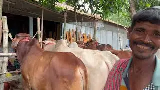 গ্রামীন বিশাল গরুর হাট।