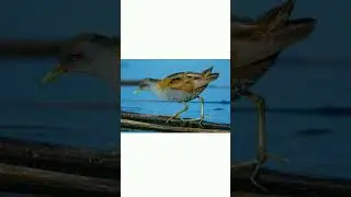 #shorts👍🐦Малый погоныш