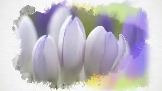 The Crocus