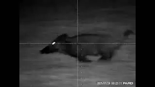 243win hunting wild boar 