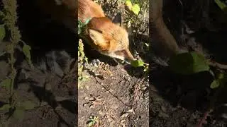Лиса хозяйничает на огороде