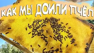 МОЙ ПЕРВЫЙ РАЗ НА ПАСЕКЕ. Собираем мед . Пчеловодство
