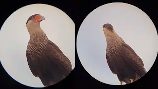CARCARÁ - VISTO PELO TELESCÓPIO E UM CELULAR