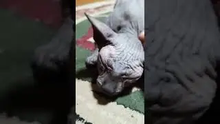 #animals #cat #ekekek #sphinxcat #shorts