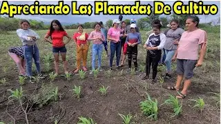 -Nos Fuimos Apreciar Las Hectáreas De Cultivo De Maíz||Todo Esta En Los Alrededores De La Sede Plus-