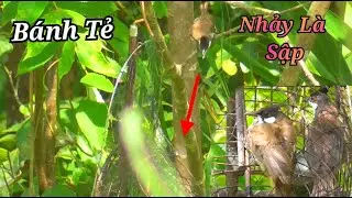 Bẫy Chào Mào Má Trắng Mới Nhất. Gặp Chiến Binh Bánh Tẻ Nhảy Là Sập