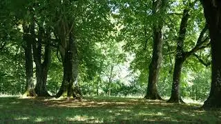 NATURE SOUND RELAXATION - SOOTHING FOREST BIRDS SINGING - RELAXING SLEEP SOUNDS WITHOUT MUSIC