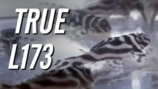 My New Group of TRUE L173 Plecos