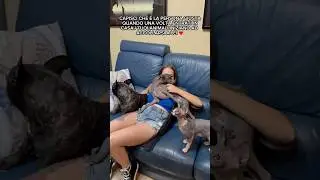 ❤️ ig andrea_pappa #dog #dogs #sphynx #sphynxcat #piccololevrieroitaliano #bengala #snowbengal #dogs