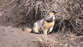 Arctic Ground Squirrels at the Museum of the North
