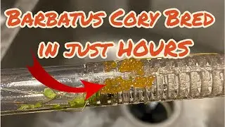 Barbatus cory breeding, that was quick!