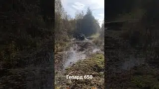 Стелс гепард 650