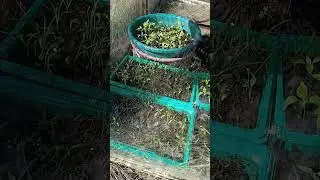 сюрпризы погоды