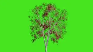 Tree falling with plants green screen effect (chroma key)video 07| Green Screen Tree 