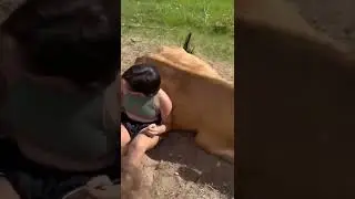 Baby and Mommy 🐮 Cow