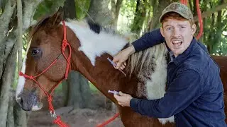 How To Give A Horse A Shot/Vaccine! (Intramuscular)