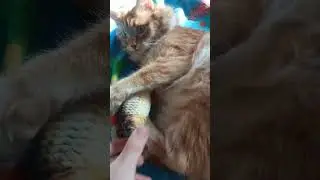 рыБов дали...