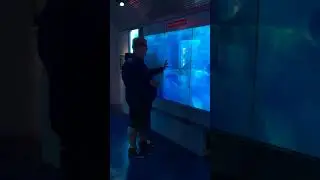 Attaque de requin à Washington : la vitre se brise !