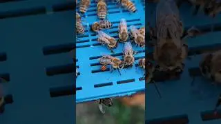 ПОЛЕЗНЫЙ БАГАЖ#пчеловодство #пасека #пчёлы #пчеловод #beekeeping #природа #beekeeper #медовик #bee