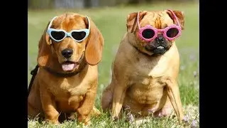 Лучшие приколы про домашних животных