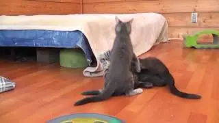 Котёнок перепугал маму кошку