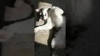 Говорящий кот Леопольд.