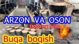 1 BUQA 100$ . ARZON Va OSON BUQA BOQISH. Bir oyda  Yahshi Daromat .1100$ .