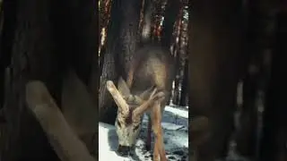 Косуля пришла к фотоловушке