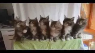 ЛУЧШИЕ ВИДЕО ПРИКОЛЫ YouTube