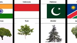 National Trees From Different Countries