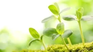 Know Your Fertilizer: What NPK really means