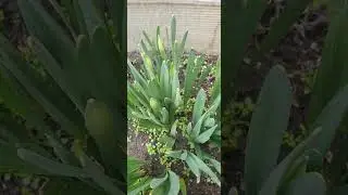 Снег чистить? Нее, не слышали!