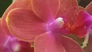 #phalaenopsis