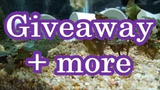 Giveaway announcements and Making the hobby Handicap Accessible