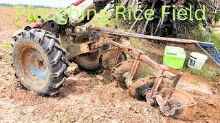 Ploughing Rice Field / A Traditional Agricultural Practice