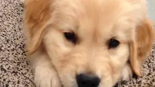 Golden Retriever Puppy // Louie's Early Years