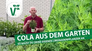 Cola aus dem Garten?