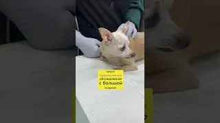 Ссылка в закрепленном комментарии🤍⬇️