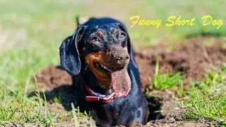 Dachshund fighting with moles. Dachshund destroying moles