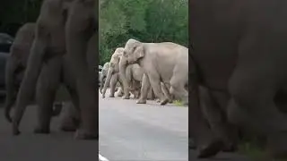ความประทับใจ #เขาใหญ่ #forestelephant #animalnews #animals #elephanthabitat #wildlife