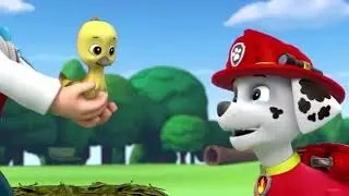 What Happened to Fuzzy? (Marshall's goose friend)