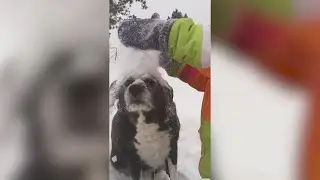START your WEEK with some FUNNY ANIMAL CLIPS - BEST one yet