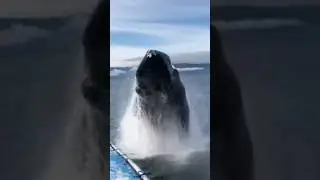Whales Use Tools???